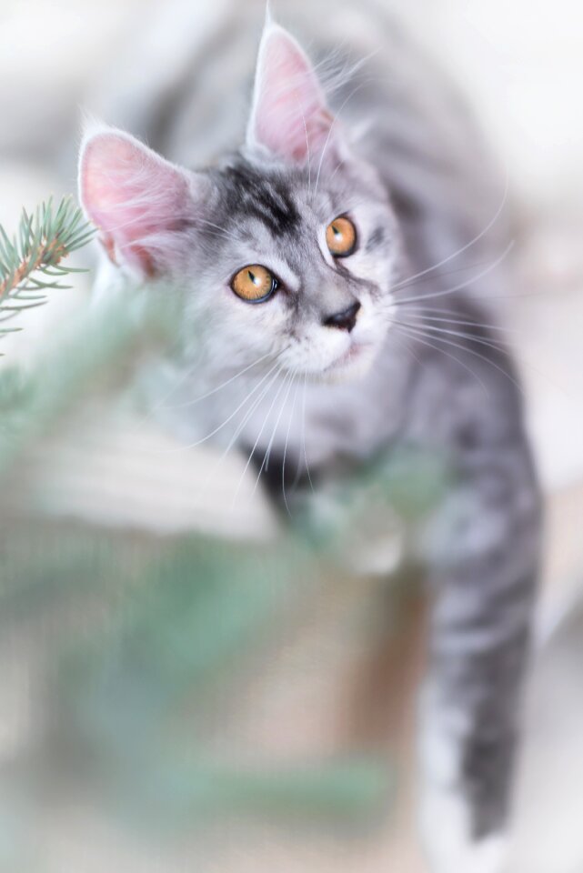 Maine coon kitten pet