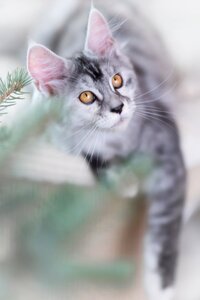 Maine coon kitten pet