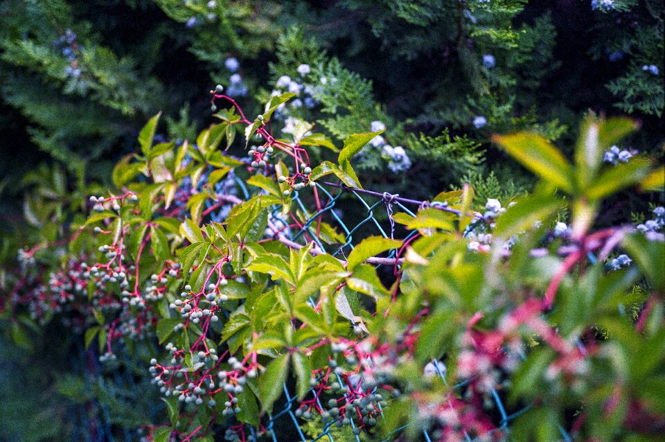 Virginia plant nature