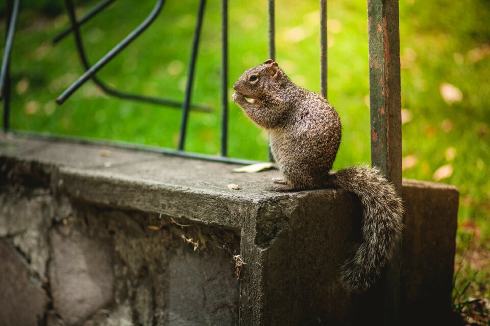 Nature forest animal