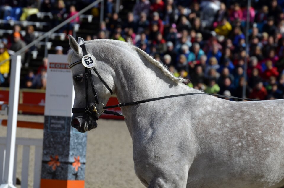 Stallion work at hand arabs