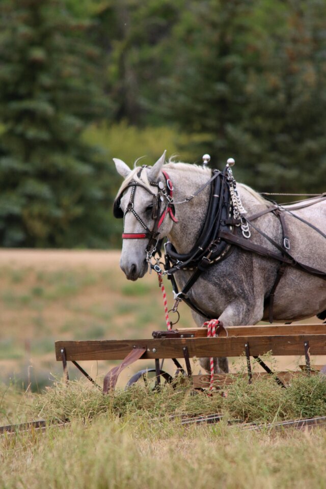 Hay draft team percheron