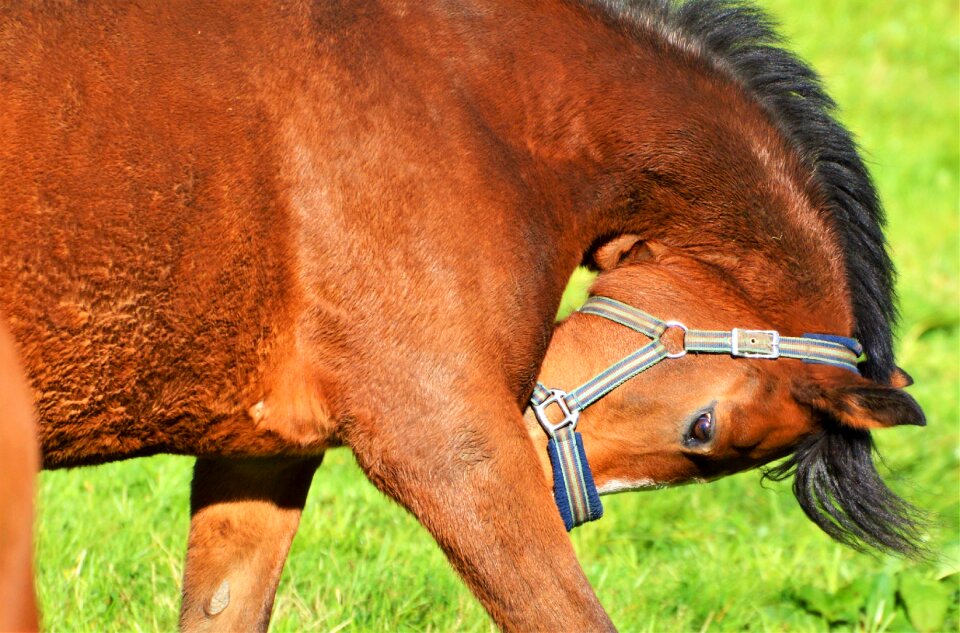 Equestrian nostrils pasture