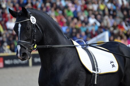 Stallion work at hand young horse