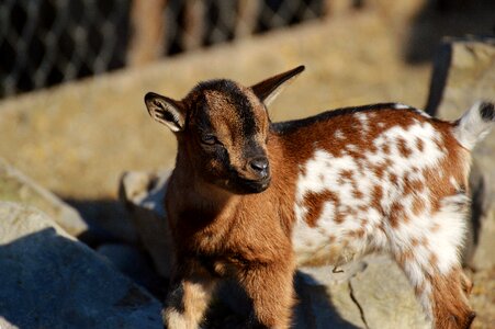 Romp cute small