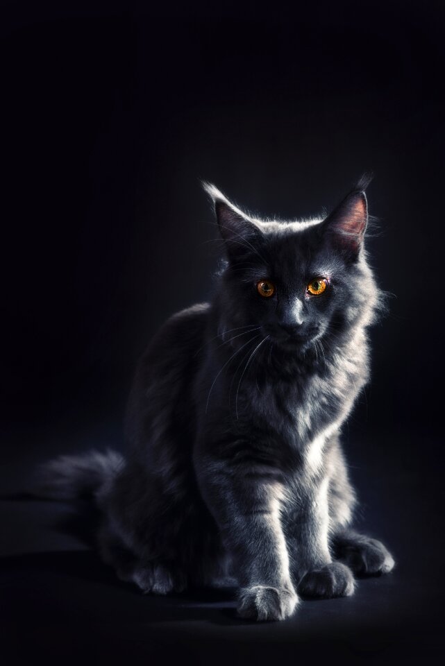 Kitty gray black