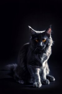 Kitty gray black photo