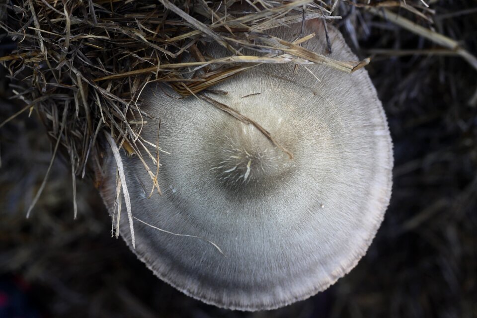 Straw mushroom mushroom nature