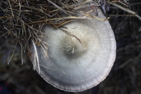 Straw mushroom mushroom nature