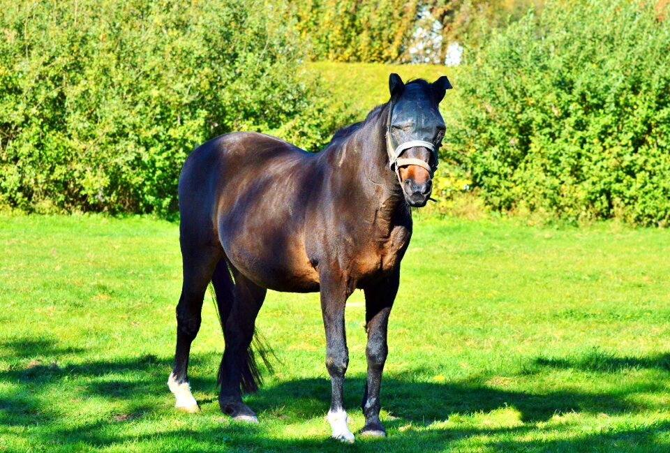 Horse head coupling mane