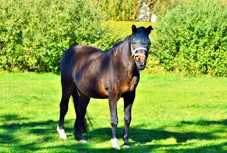 Horse head coupling mane