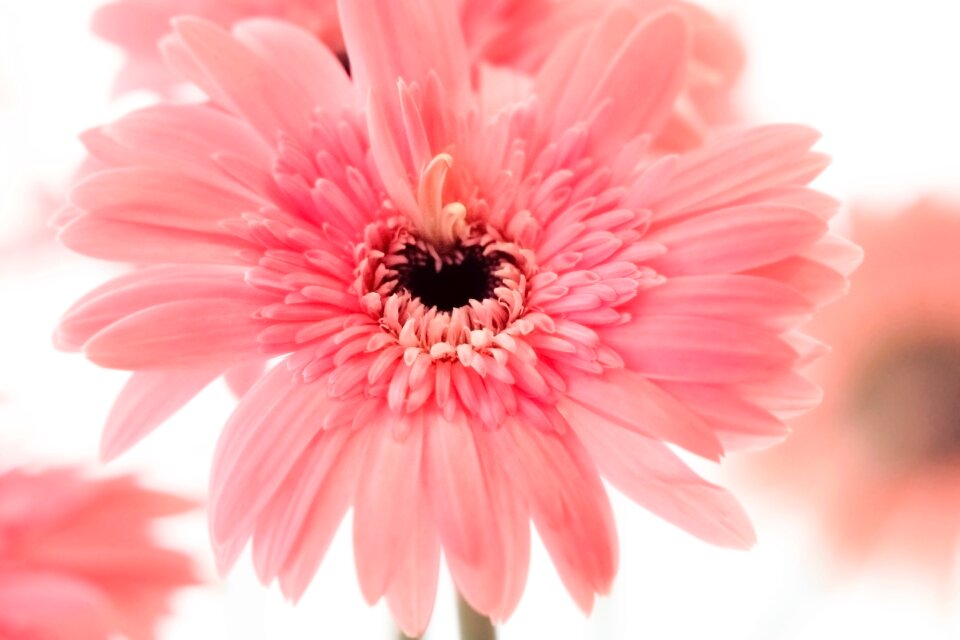 Bloom flower nature