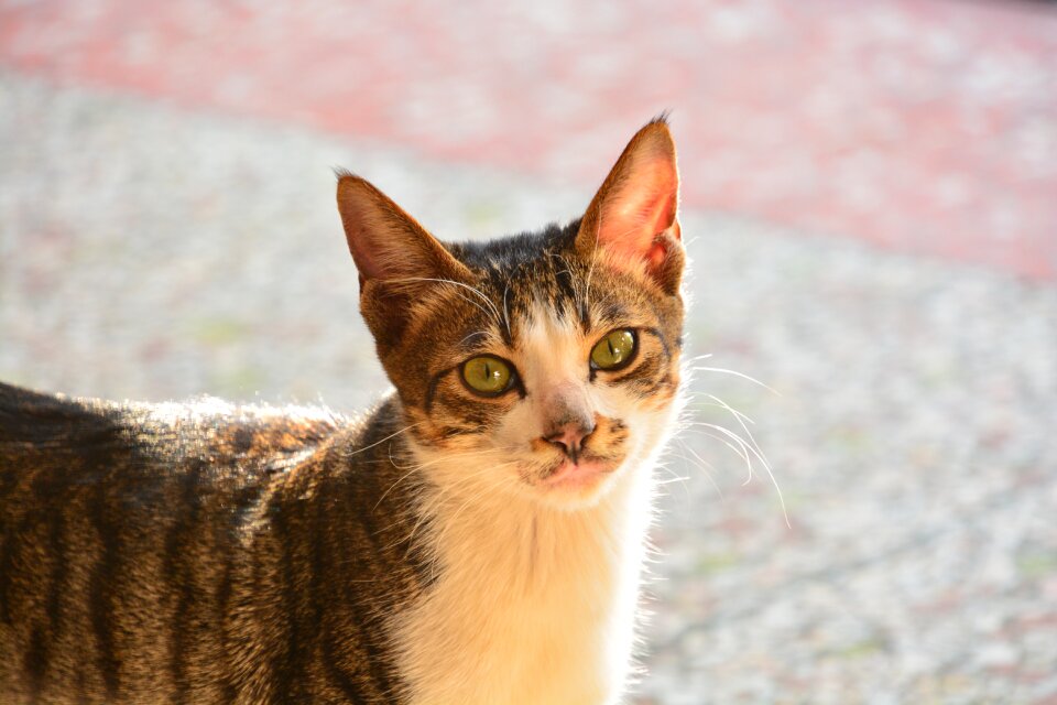 Pets nature mammal