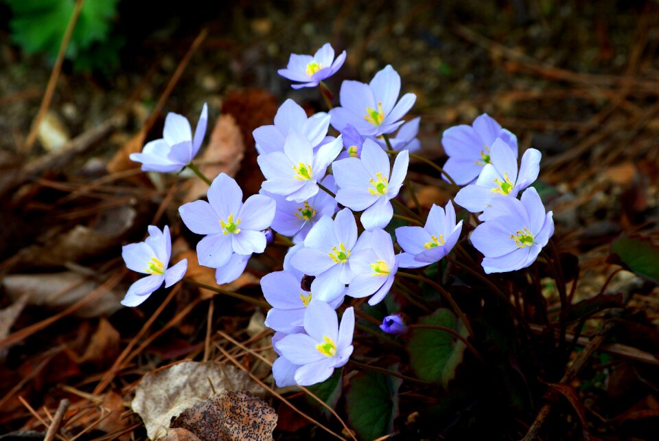 Outdoors wildflower somewhere for poker pool