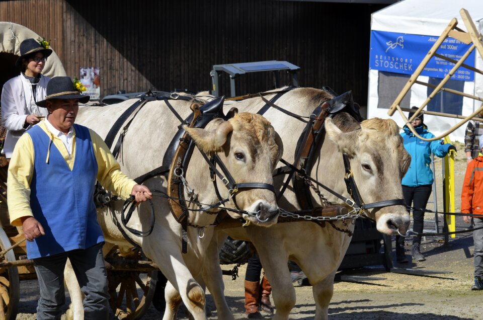 Stallion parade bull coach