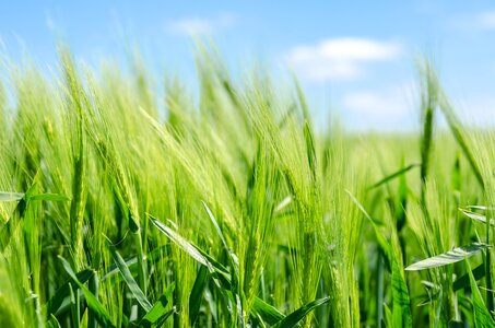 Wheat cereal prairie photo