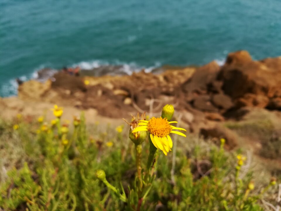 Summer flowers water calm