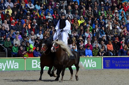Kaltblut draft horses standing