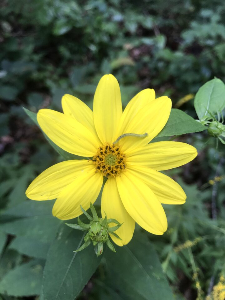 Spring summer nature
