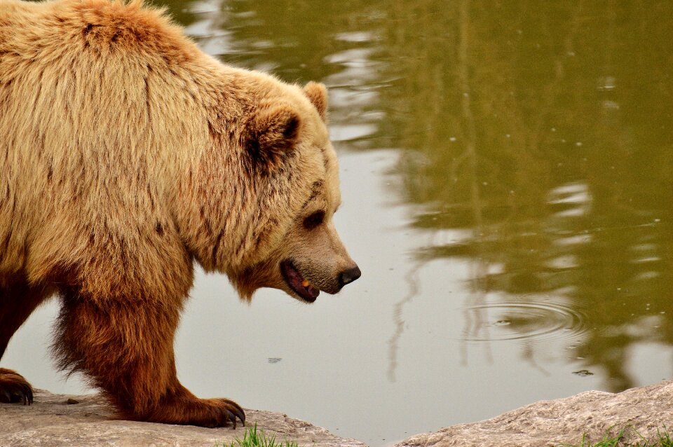 Brown bear nature park wild animal