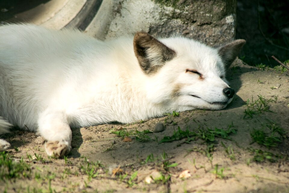 Dog animal world cute