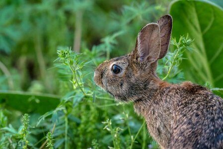 Hare fluffy furry