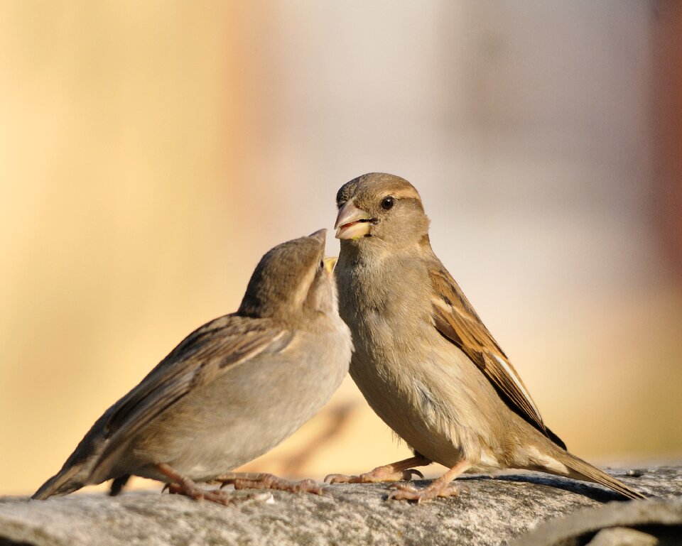 Bird sparrows little bird photo