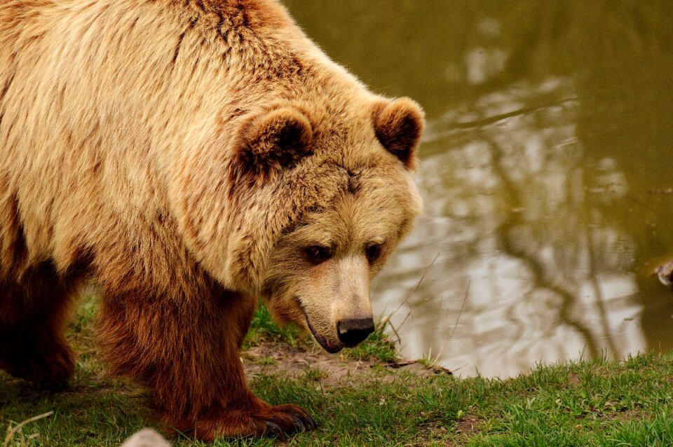 Brown bear nature park wild animal