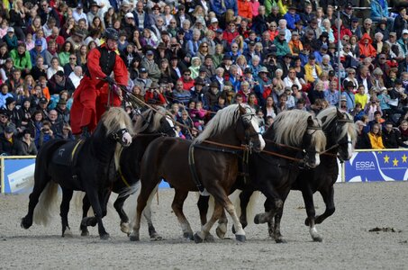 Kaltblut horse demonstration