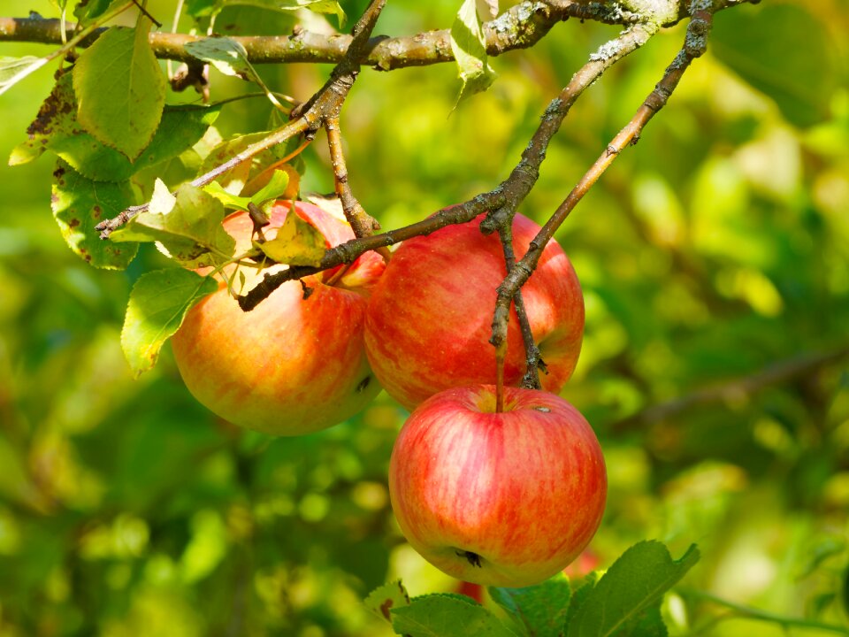 Apples red fruits fruit tree