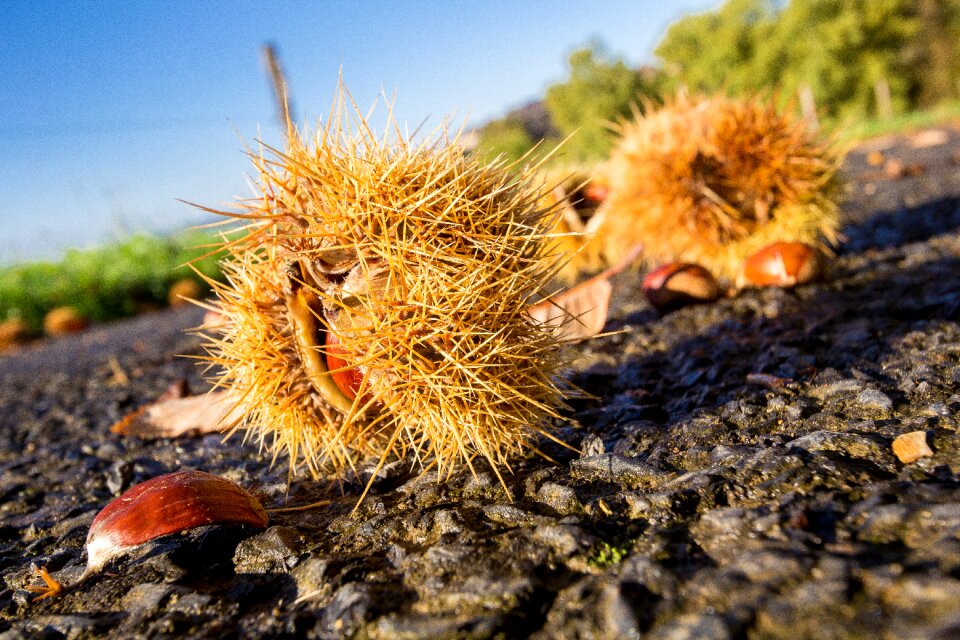 Autumn spines season