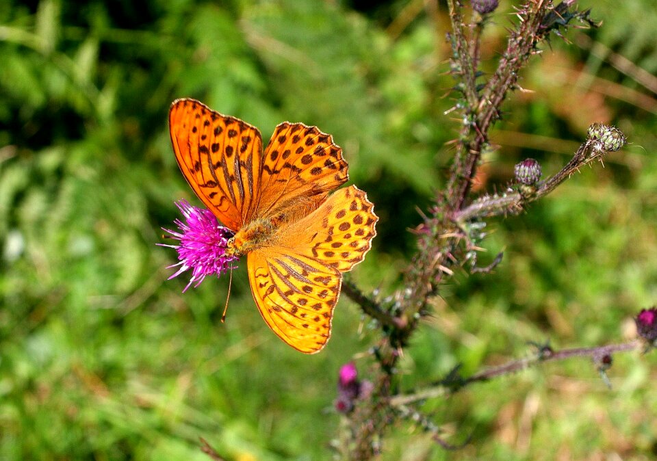 Butterfly insect wing