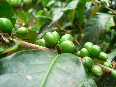 Green fruit colombia