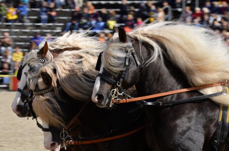 Schwarzwälder kaltblut hungarian post horse