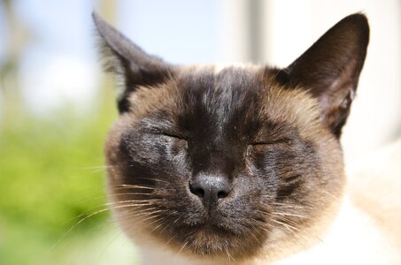 Siamese cat feline domestic animal