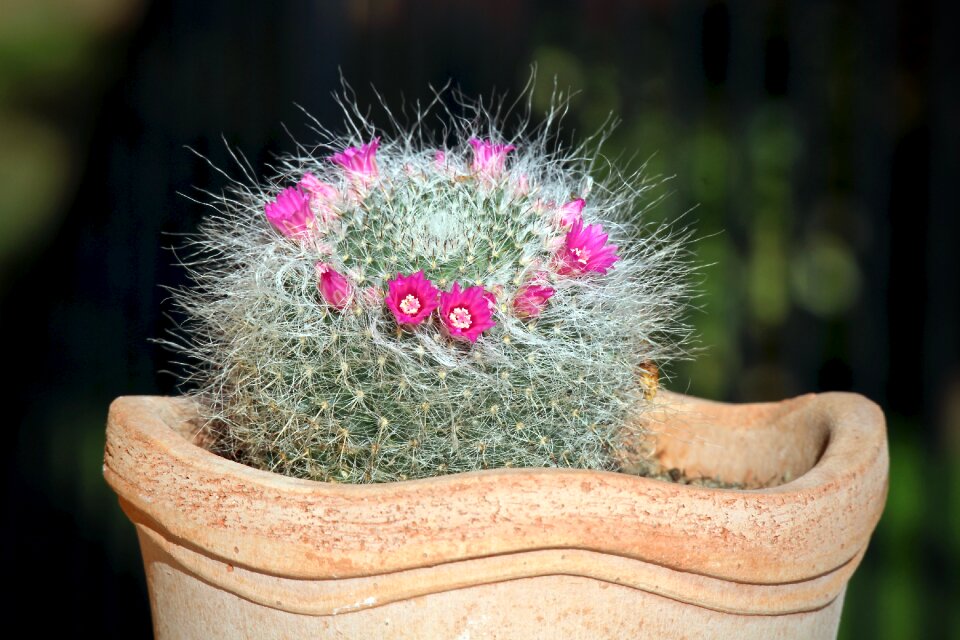 Succulentes nature beauty