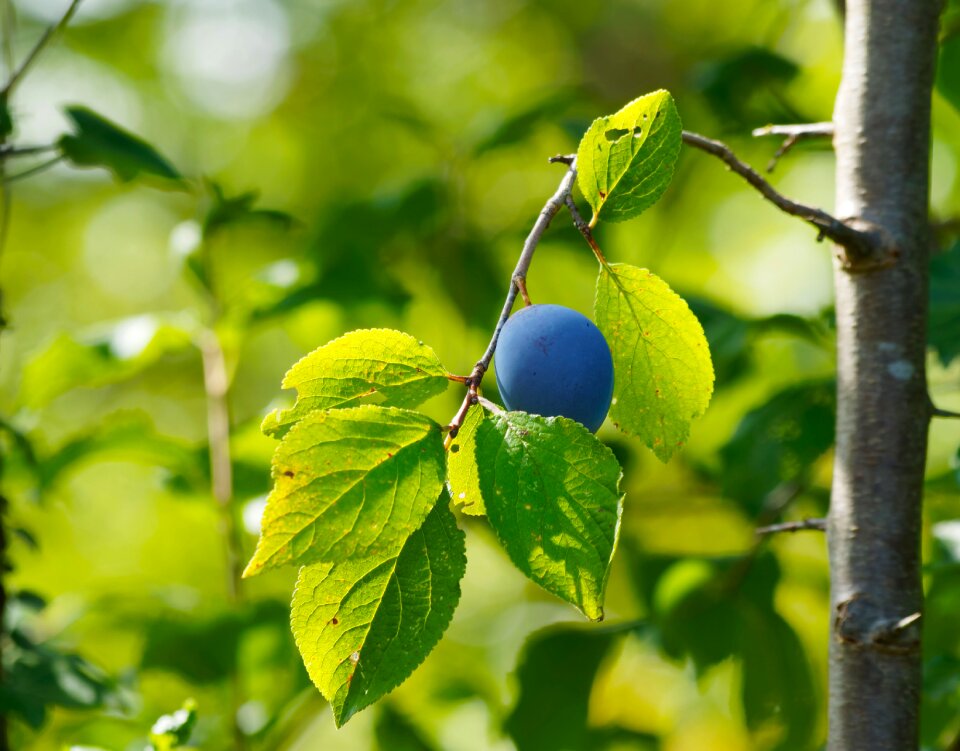 Plum tree fruit trees