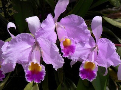 Flowers nature pink orchid