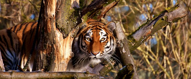 Beautiful dangerous big cat