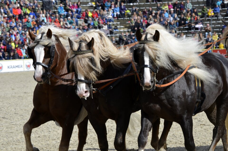 Hungarian post demonstration horse
