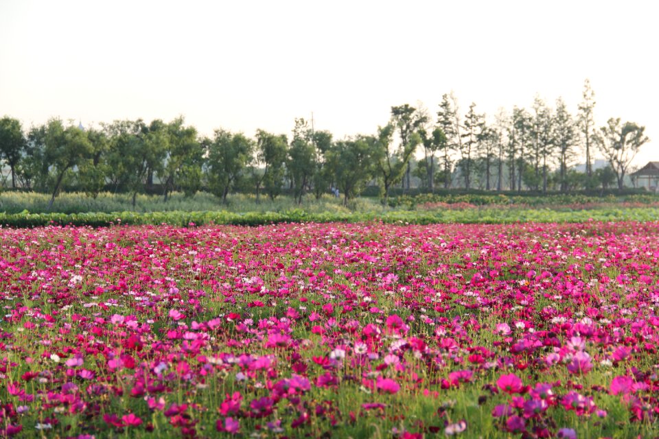 The scenery flower spring