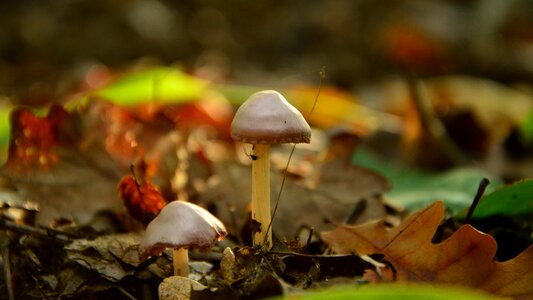 Mushroom forest foliage