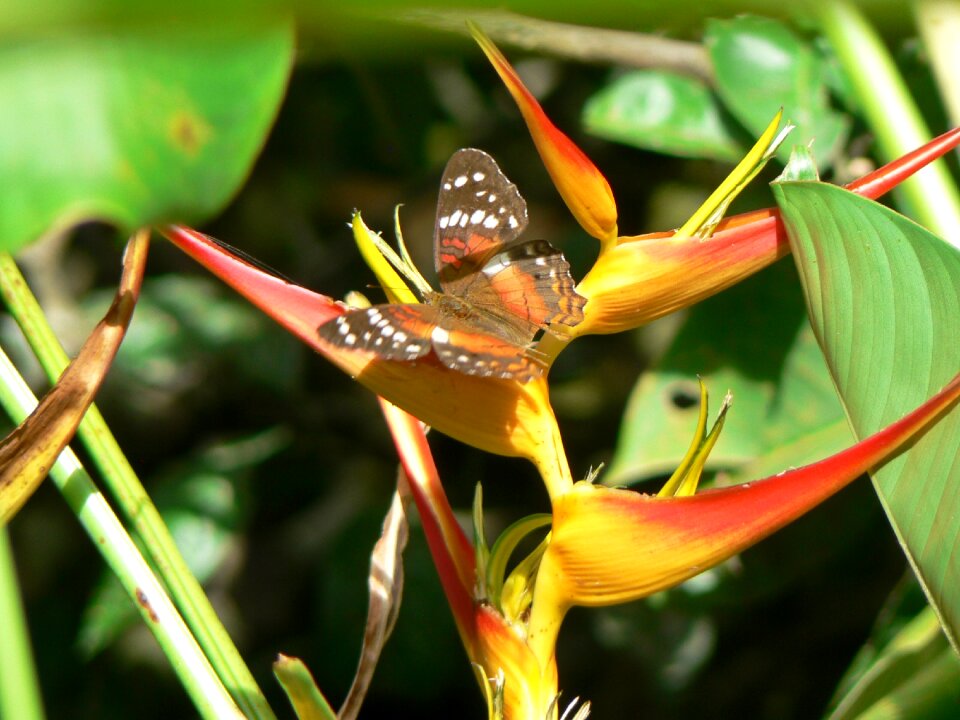 Insect flower flowers