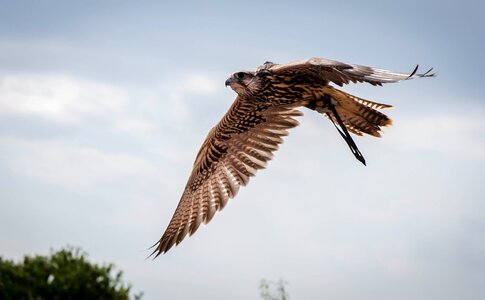 Raptor flight falcon