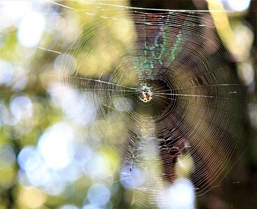 Spider web cobweb spider-like photo