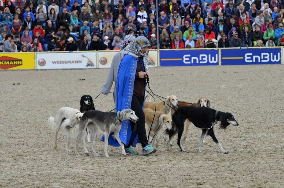 Stallion parade greyhound dog
