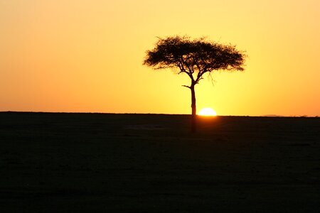 Africa acacia tree photo