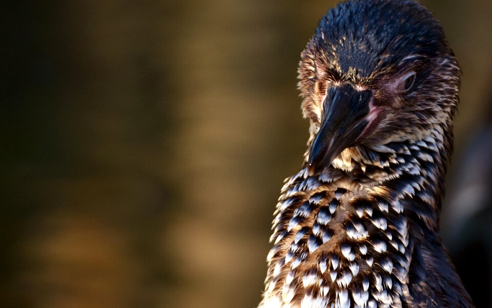 Water bird bill water