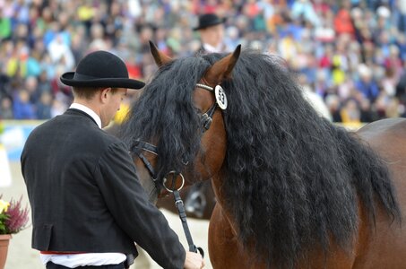 Stallion brown marbach