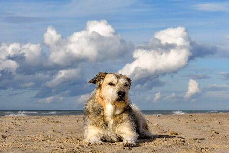 Terrier dog snout pet photo